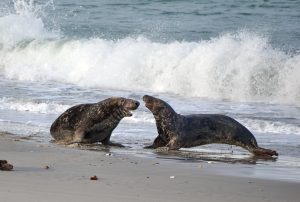 Zwei Seehunde kämpfen